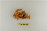 藏品(拉氏清溪蟹)的圖片